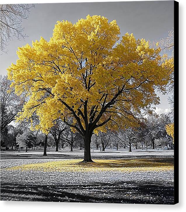 Golden Glow - Canvas Print