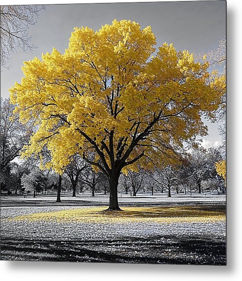 Golden Glow - Metal Print