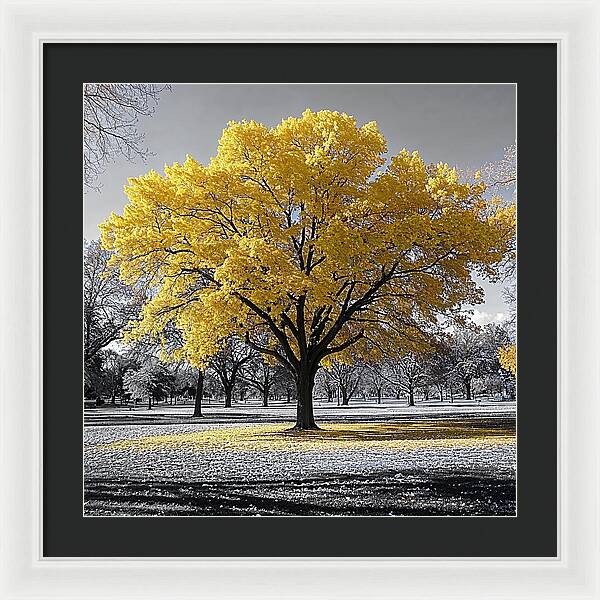 Golden Glow - Framed Print