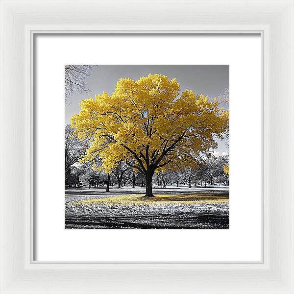 Golden Glow - Framed Print