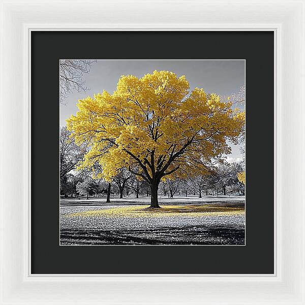 Golden Glow - Framed Print