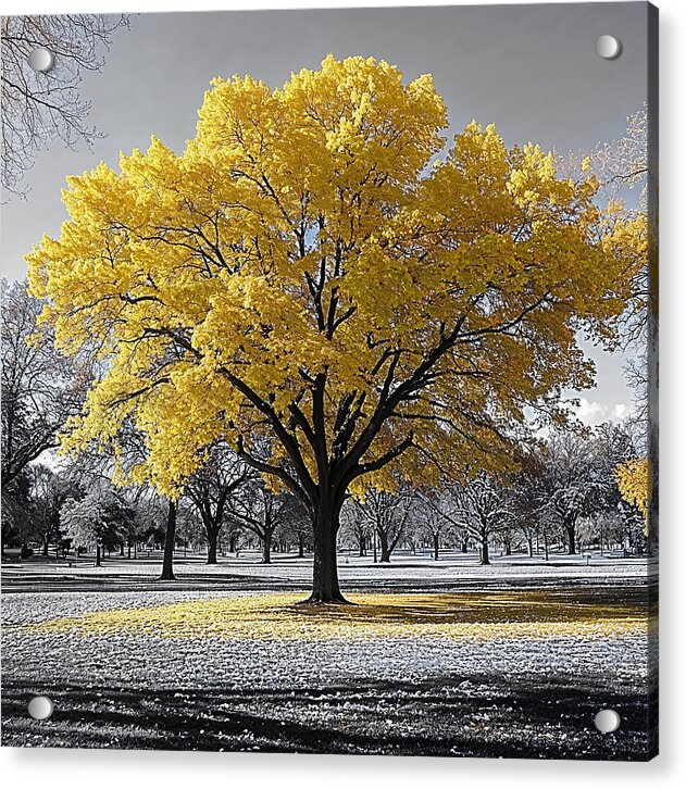 Golden Glow - Acrylic Print
