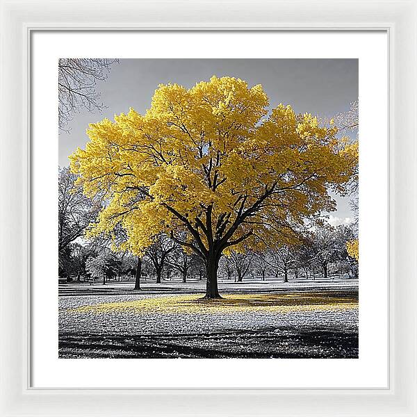 Golden Glow - Framed Print