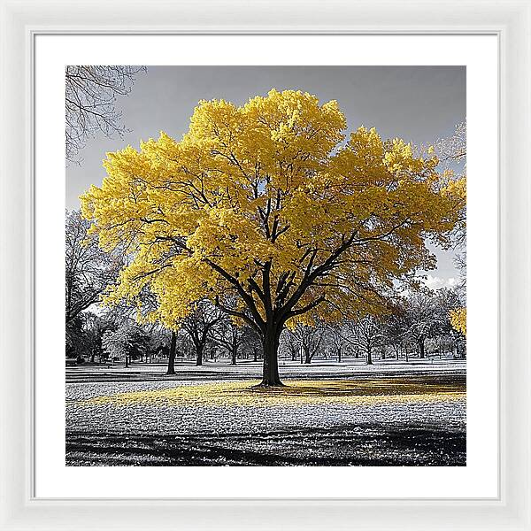 Golden Glow - Framed Print