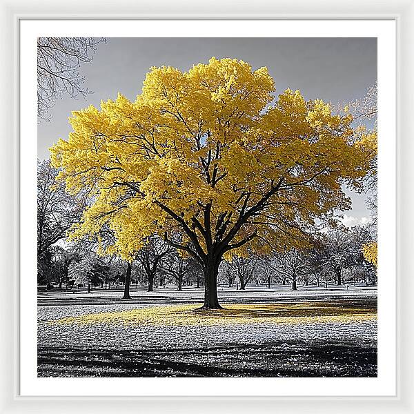 Golden Glow - Framed Print