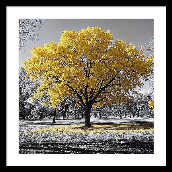 Golden Glow - Framed Print