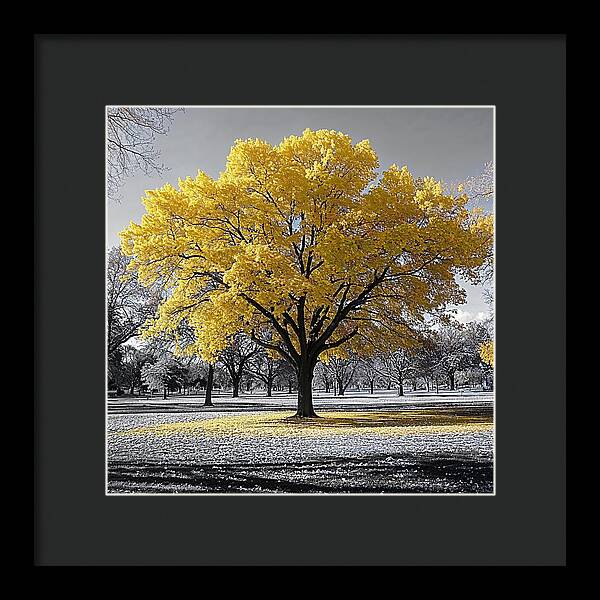 Golden Glow - Framed Print