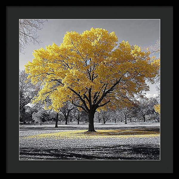 Golden Glow - Framed Print