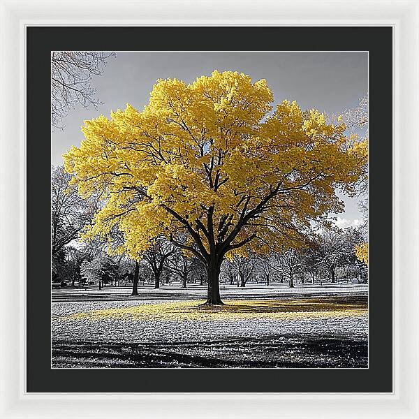 Golden Glow - Framed Print
