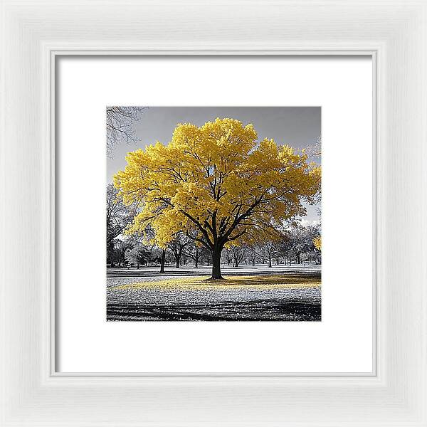Golden Glow - Framed Print