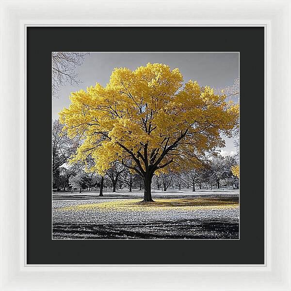 Golden Glow - Framed Print