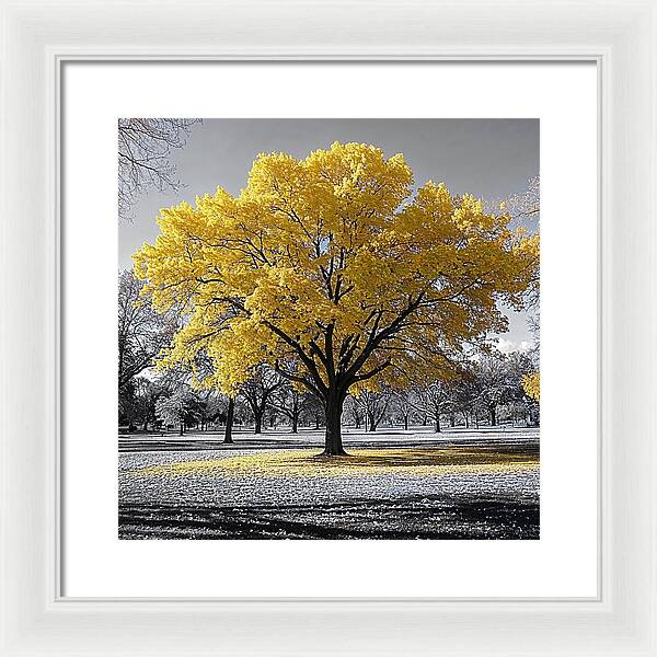 Golden Glow - Framed Print