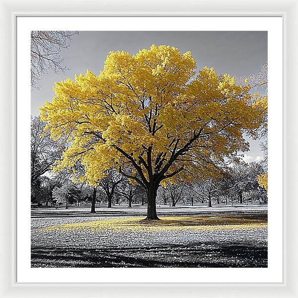 Golden Glow - Framed Print