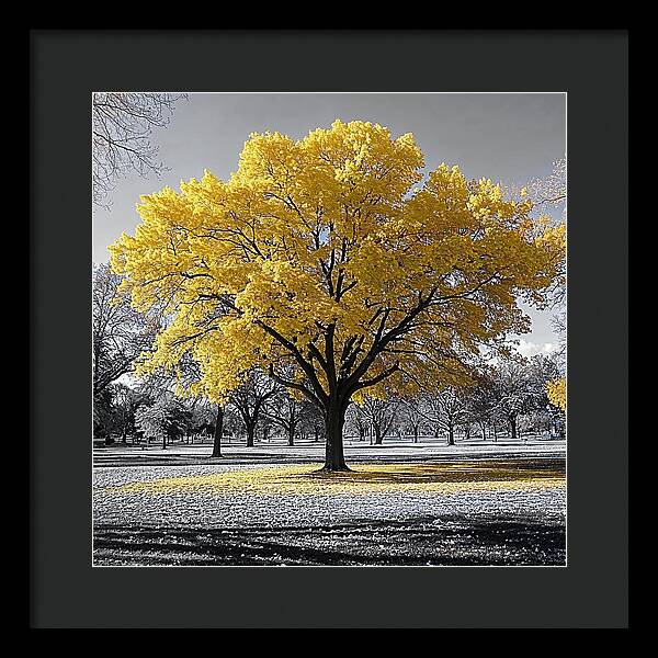 Golden Glow - Framed Print